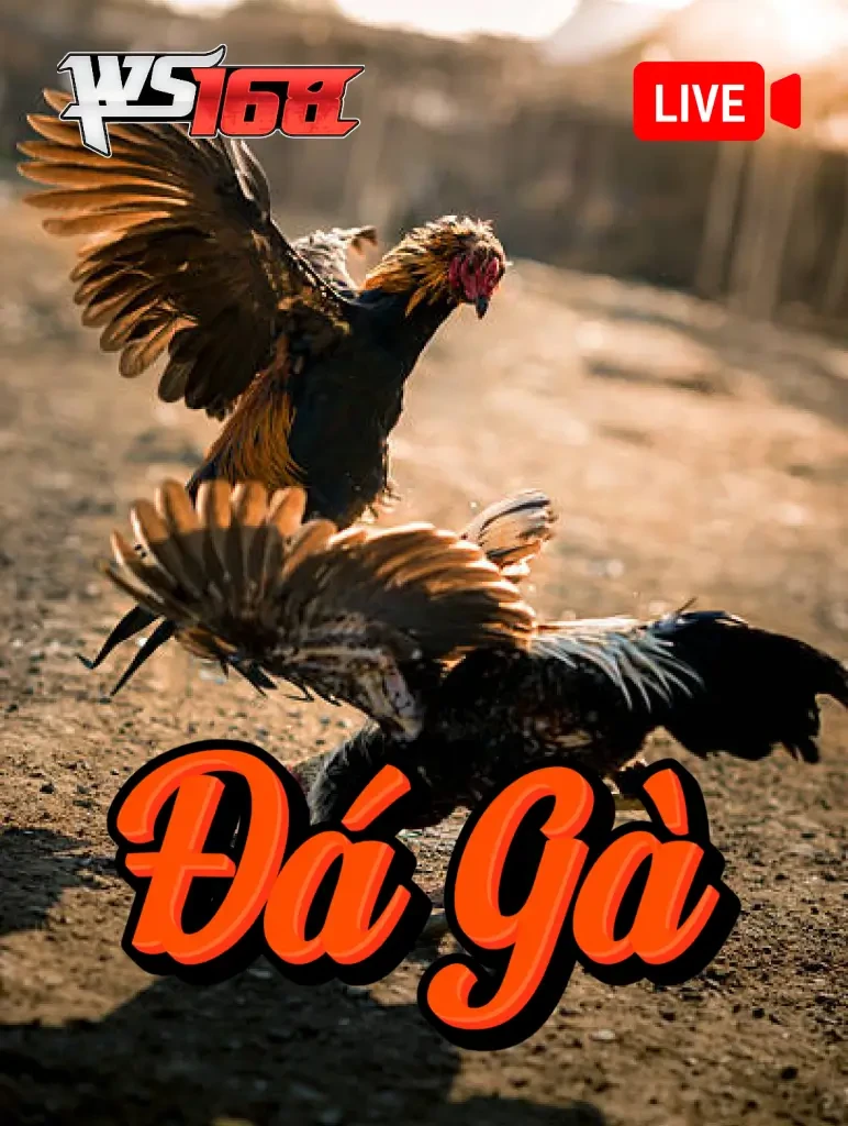 K88 Đá Gà WS168